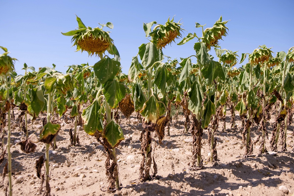 Planète (France/Europe) - Juin – La canicule, toujours plus tôt, toujours plus chaud