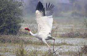 Planète (Asie) - Des grues Antigone relâchées en pleine nature, en Thaïlande