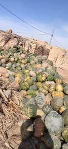 اليقطين ؟؟؟؟؟ تكلمنا عن اليقطين يوم أمس ،البعض أشتكى من السعر .