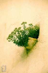 Télécharger livre : Botanique. Flore murale de la ville de Tlemcen... (Algérie)