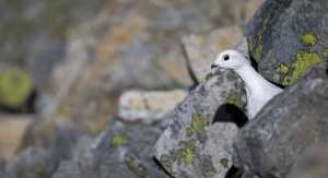 Planète (Europe) - La Suisse doit tirer les leçons du Sommet sur la biodiversité