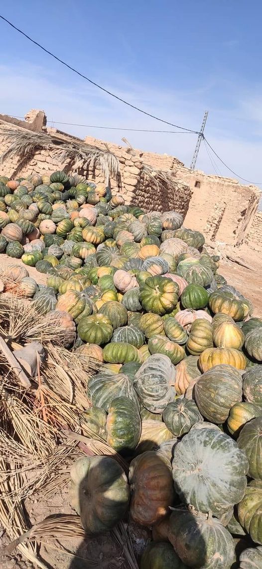 اليقطين ؟؟؟؟؟ تكلمنا عن اليقطين يوم أمس ،البعض أشتكى من السعر .