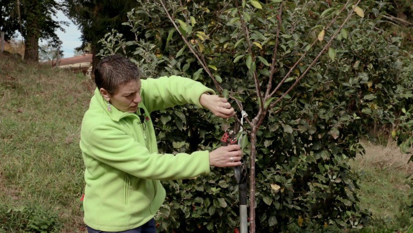 Tizi Ouzou Traitement des arbres fruitiers