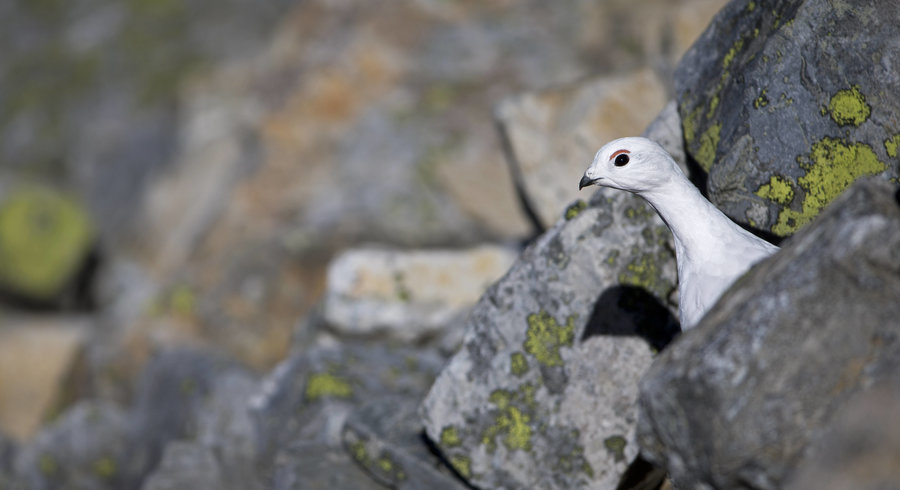 Planète (Europe) - La Suisse doit tirer les leçons du Sommet sur la biodiversité