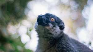 Planète (Afrique) - Restaurer l'extraordinaire biodiversité de Madagascar nécessiterait plusieurs millions d'années d'évolution, estime une étude