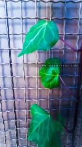 Bienfaits du Lierre grimpant