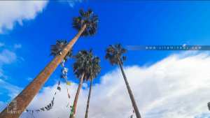 Les palmiers californiens de Hammam Boughrara