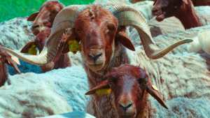 ‏  الدغمة  سلالة غنم موطنها الجنوب الغربي البيض سعيدة النعامة وجنوب تلمسان.