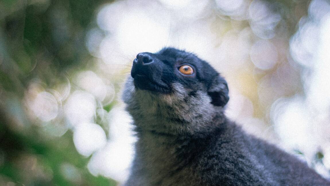 Planète (Afrique) - Restaurer l'extraordinaire biodiversité de Madagascar nécessiterait plusieurs millions d'années d'évolution, estime une étude
