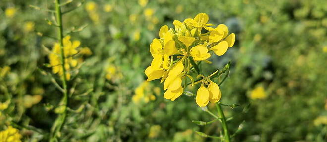 Planète (Europe) - Du colza OGM importé a poussé en France en 2022 à la suite de «lacunes»