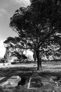 Quarante ans après, ils ont revu Oran et leurs vieux copains :