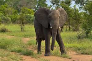 Planète (Afrique) - La disparition des éléphants aggrave le réchauffement climatique