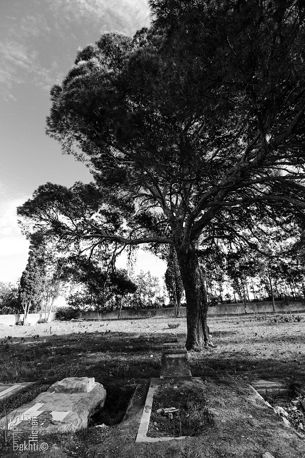Quarante ans après, ils ont revu Oran et leurs vieux copains :