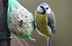 Planète (France/Europe) - Hausse en hiver, chute au printemps... Que nous apprennent dix ans de comptage des oiseaux dans nos jardins ?