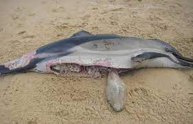 Planète (France/Europe) - Dauphins échoués: «Le massacre continue», quinze députés montent au créneau pour demander des mesures