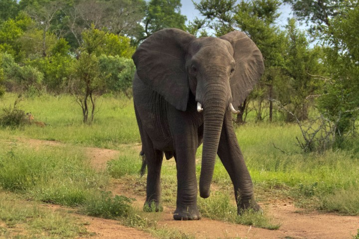 Planète (Afrique) - La disparition des éléphants aggrave le réchauffement climatique