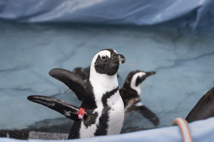 Planète (Afrique du Sud/Afrique) - En Afrique, la lutte acharnée pour sauver les derniers manchots
