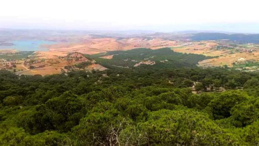 Algérie (Mostaganem) -  Pour une gestion durable des forêts