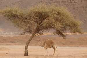 أشجار الطلح أو  أبساغ (ⴰⴱⵙⴰⵗ)عند التواق (تماشق).