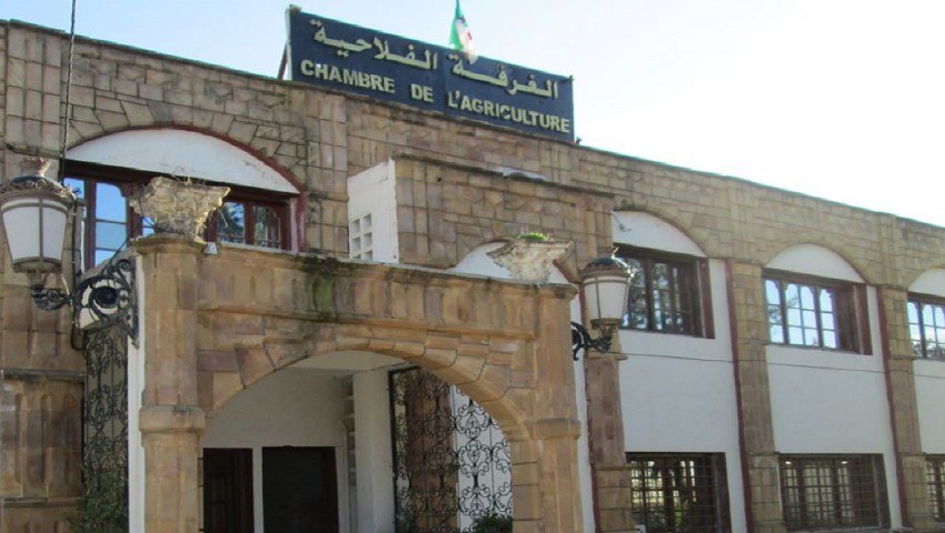 Omar Demouche, président de la Chambre de l'agriculture de Bouira, à L'Expression «L'année céréalière n'est pas compromise»