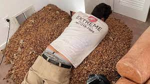 Planète (Amérique du Nord) - Une réserve de 300 kg de glands stockés par des piverts retrouvée dans le mur d'une maison aux États-Unis