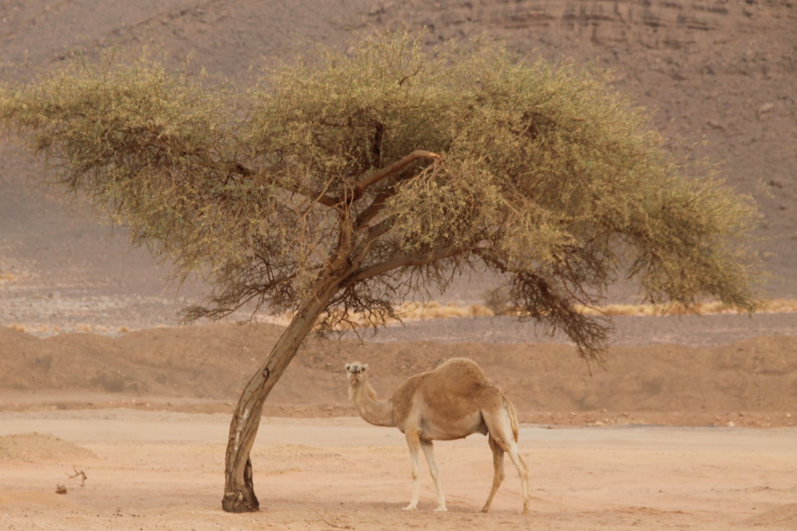 أشجار الطلح أو  أبساغ (ⴰⴱⵙⴰⵗ)عند التواق (تماشق).