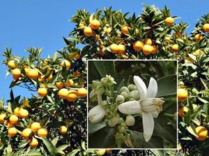 Confiture d'Oranges Amères