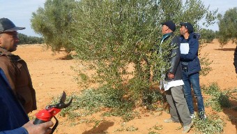 Bouira: Confronté au vieillissement et au laxisme L’olivier crie sa détresse