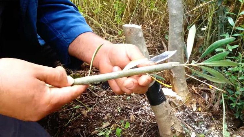 Algérie (Jijel) -  Formation sur le greffage de l’olivier