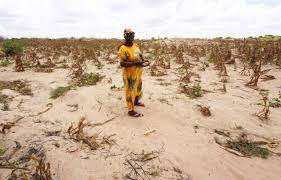 Planète - Afrique: Avec la sécheresse, la Corne particulièrement menacée par une très grave famine
