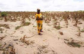 Planète - Afrique: Avec la sécheresse, la Corne particulièrement menacée par une très grave famine