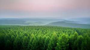 Planète - Les chiffres clés de la situation des forêts dans le monde