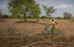 Planète - Afrique: Les arbres du Sahel décomptés un par un, pour être mieux préservés
