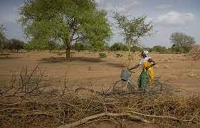 Planète - Afrique: Les arbres du Sahel décomptés un par un, pour être mieux préservés