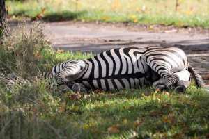 Planète - Climat:  La température augmente, comme nos conflits avec les animaux