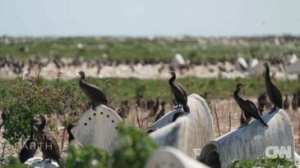 Planète (Afrique) - Des nids en céramique installés pour aider les manchots en Afrique du Sud