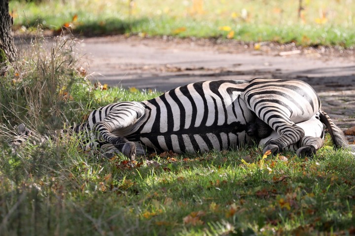 Planète - Climat:  La température augmente, comme nos conflits avec les animaux