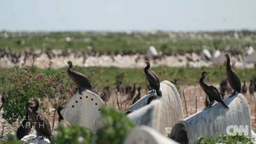 Planète (Afrique) - Des nids en céramique installés pour aider les manchots en Afrique du Sud