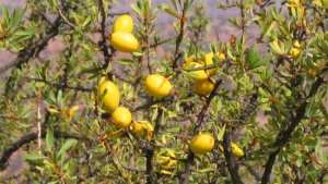 Algérie - JOURNÉE INTERNATIONALE DES FORÊTS:  Mostaganem, wilaya pilote pour la plantation de l’arganier