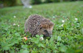 Planète (Europe) - Plus de hérissons en France en 2025 ? Pas si vite….