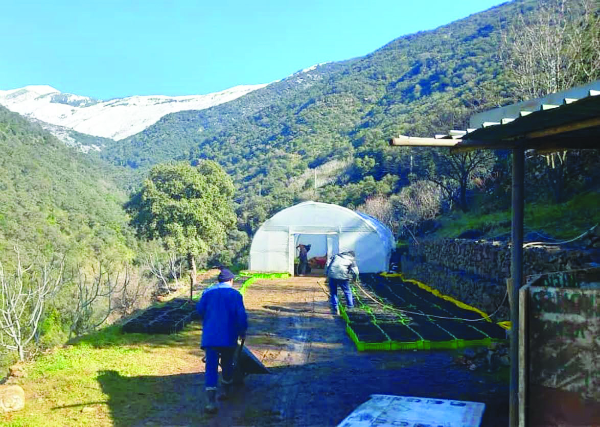 Aghbalou (Bouira) -  Lancement du projet «Graine de l’espoir»: Repeuplement du Parc national du Djurdjura par le Cèdre de l'Atlas...