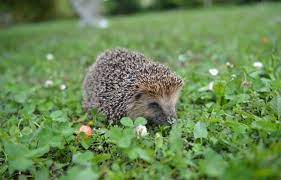 Planète (Europe) - Plus de hérissons en France en 2025 ? Pas si vite….