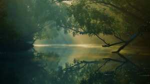 Planète (Asie) - Le Bangladesh interdit les plastiques dans les Sundarbans, plus vaste mangrove au monde