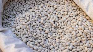 Planète - Pourquoi l'Onu recommande-t-elle de  manger des haricots  pour lutter contre la crise climatique, sanitaire et économique ?