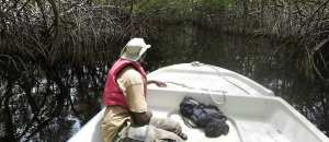 Planète (Afrique) - Ghana: face à la montée des eaux, l’enjeu de la préservation des mangroves