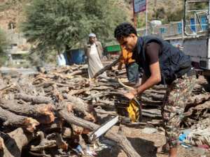 Planète (Asie) - Au Yémen en guerre, les arbres sacrifiés face à la flambée de l'énergie