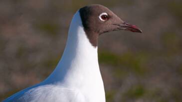 Planète (Europe) - Lettonie: 50.000 euros d'amende pour avoir écrasé des œufs... de mouette