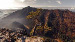 Planète - Pourquoi les forêts changent-elles de couleur en Europe ?