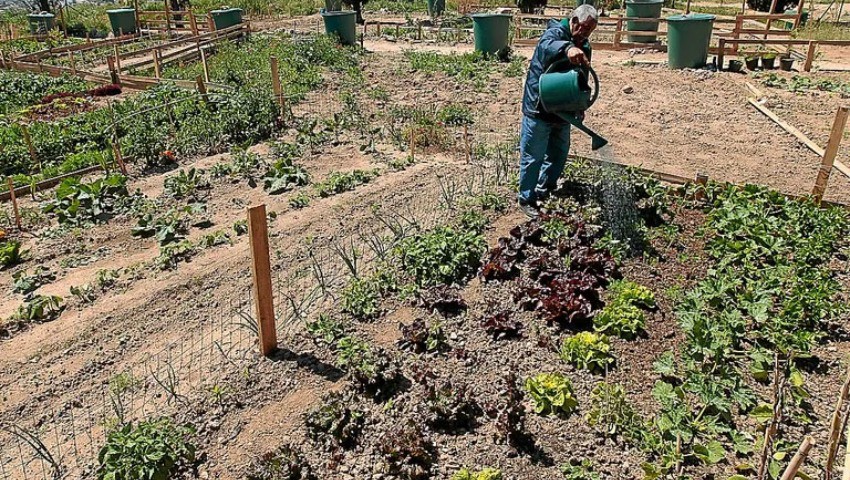 Il vient à la rescousse de beaucoup de ménages en ce mois de ramadhan Mon jardin, ce marché…