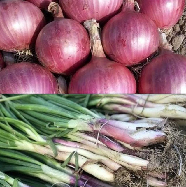 هذه_هي_أسباب_ارتفاع_سعر_البصل_في_الأسواق.